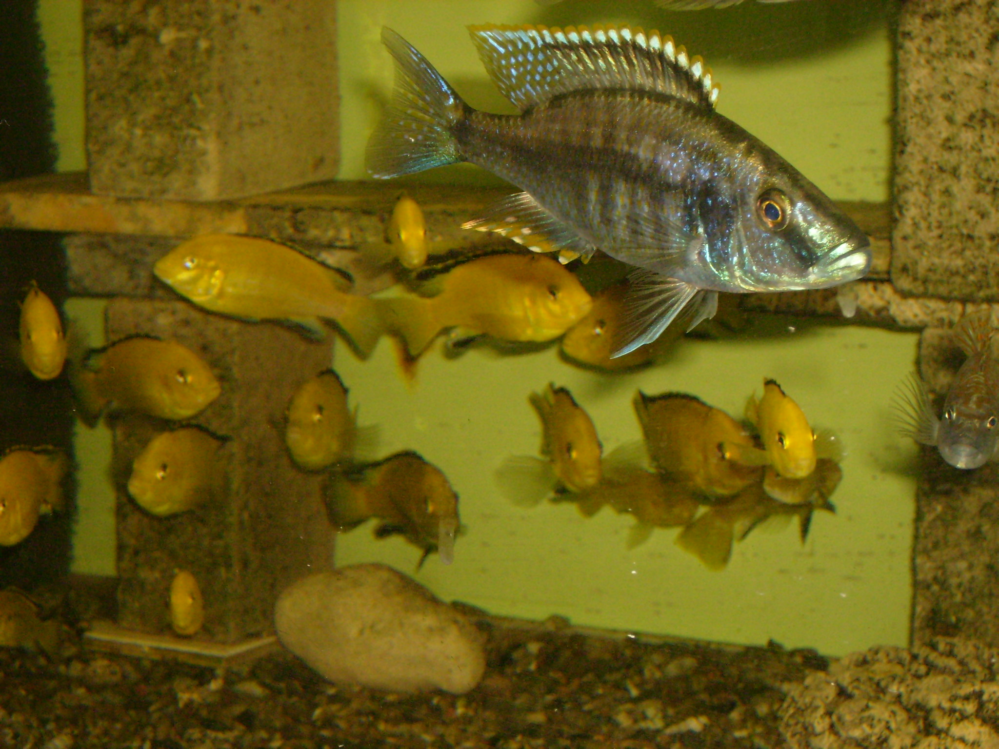 Dimidiochromis sp. taiwan, Labidochromis careuleus