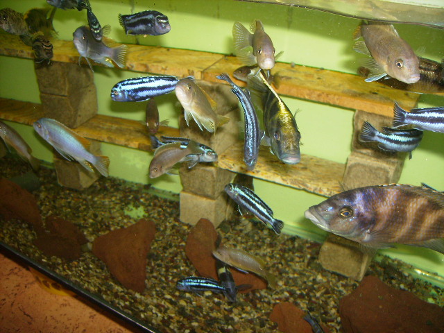 Melanochromis maingano, N.venustus, Placidochromis milomo