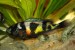 Astatilapia Latifasciata (Haplochromis obliquidens zebra) 