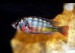 Paralabidochromis sp. Rock Kribensis 