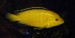 Labidochromis caeruleus yellow samec