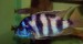 Placidochromis milomo - mladý samec