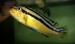 Melanochromis auratus - samička