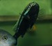 Melanochromis auratus - samec