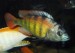 Haplochromis CH44 - mladý samec