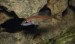 Paracyprichromis nigripinis blue neon samička