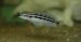 Julidochromis dickfeldi samička